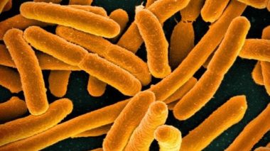 EColi EColi