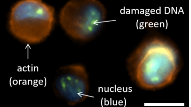 cell scale bar cell scale bar