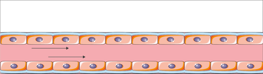 BE-FLOW STANDARD