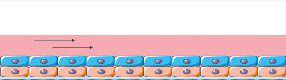 BE-FLOW STANDARD