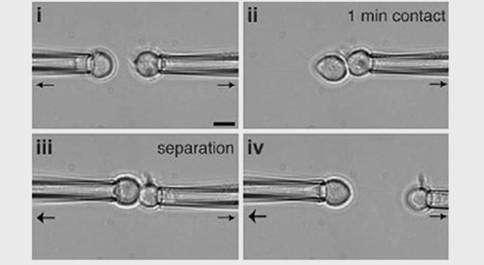 Cell adhesion microfluidic example