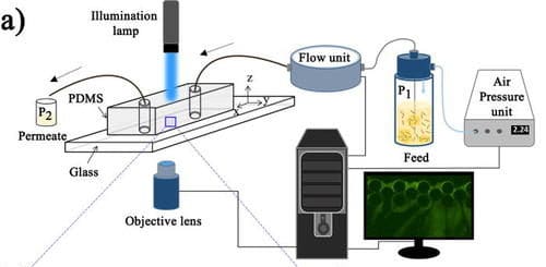 Biswas Biomicrofluidics 2018